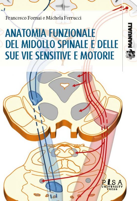 Anatomia funzionale del midollo spinale e delle sue vie sensitive e motorie