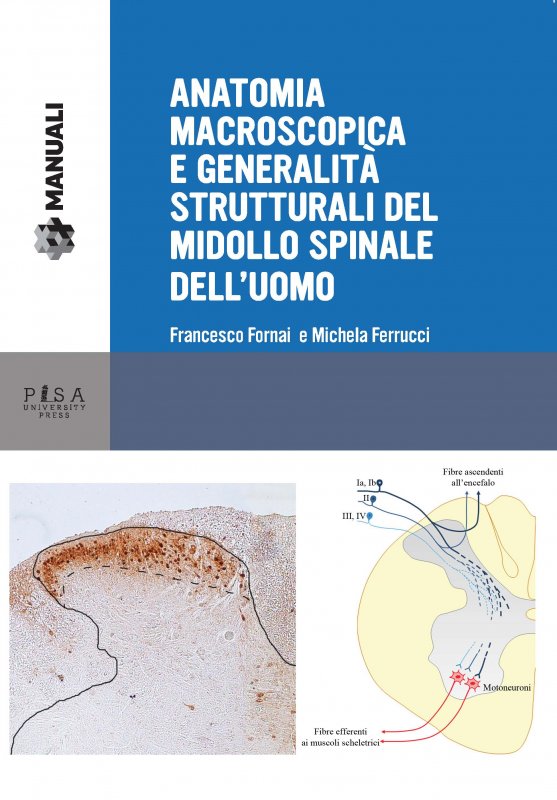 Anatomia macroscopica e generalità strutturali del midollo spinale dell'uomo