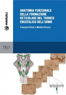 Anatomia funzionale della formazione reticolare nel tronco encefalico dell'uomo